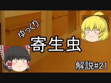 【ゆっくり解説】ゆっくり寄生虫解説#21~シラミ~