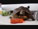 Tortoises Eating ASMR hd