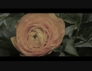何もかも僕が駄目だった / 初音ミク