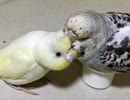 ふわもこ〜ん♪( ´▽｀)