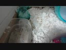 はしゃいで砂場を持ちあげようとするまとんさん