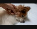 耳の下をなでられてうっとりするワンコ（パピヨン）