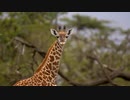 190301_02_KenyaWildlife_01_preview　間嶋真