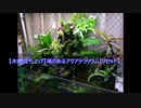 【水槽立ち上げ】滝のあるアクアテラリウム【リセット】