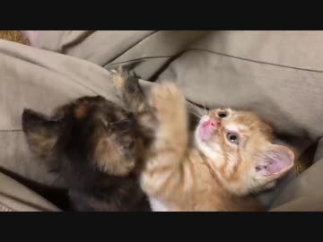 わちゃわちゃ子猫、「破壊姫子猫」の名を襲名する