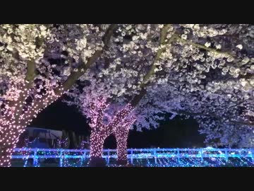 夜桜ナイトZOO 最終日 ぶらり園内散歩 2019/4/7
