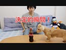 【検証】コーラメントスを初めてみたダックスフンド犬の反応(プリン)