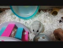 まとんさんの日常　２