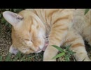 ちゃっぴー１９ #暑さでとけてるちゃっぴー #公園の人気者 CHACHACHA茶トラ
