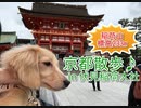 【京都散歩】伏見稲荷大社の稲荷山の山頂を犬と目指してみた！