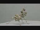 [閲覧注意!!] 再編集 アザミカマキリ（幼虫）にミルワームを食べさせてみた。 (Blepharopsis mendica)