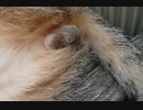 【問題】この「もっこりお山2つ」、な～んだ(。´･ω･)?
