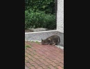 見慣れぬ人間を警戒しつつ匂いを嗅ぐのをやめる気はサラサラない猫