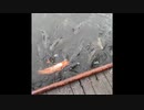 １分でひたすら編集した結果w