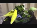 大きなプール