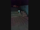 cat with three legs