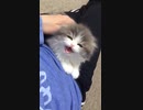 Cute Kitten too small to meow