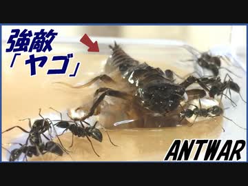 オニヤンマの幼虫「ヤゴ」vsトゲオオハリアリ～水辺での戦い～