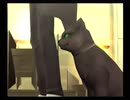 【真・女神転生III NOCTURNE クロニクル】HARDシジマ実況プレイ63