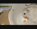 ハムスター飼いました。その76～ぷりんちゃんとおたんじょうび