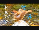 プルプル水浴びスズメさん❤