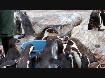 東武動物公園のペンギンさん