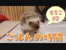 【ハリネズミ】ごはんの時間【もちこ#2】