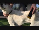 King Komb Dog Shedding Brush | King Komb De-shedder and Pet-Grooming Tools