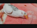 【文鳥】爆睡にもほどがある