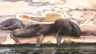 大連の老虎灘海洋公園に9頭のアシカの赤ちゃん、楽しい日々