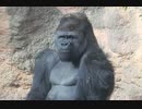 ニシゴリラ：午後の部(上野動物園)