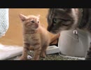 ジャンボ子猫、わちゃわちゃ子猫にビビる