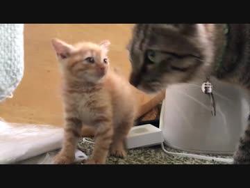 ジャンボ子猫、わちゃわちゃ子猫にビビる