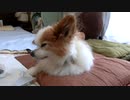 座布団の上でまったりするワンコ（パピヨン）3