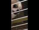 【チワワ】　＃3　息抜き