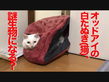 オッドアイの白たぬき(猫)、先住猫にめちゃくちゃ煽られる