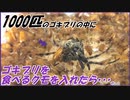 ゴキブリを食べるクモに1000匹のゴキブリを与えたら？～数の暴力が体感できる動画～