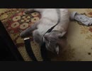早朝ベッドサイドのシュウちゃん