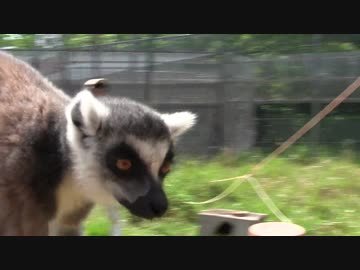 日本モンキーセンター