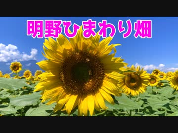 【モトブログ】明野ひまわり畑と大弛峠とグッバイナンバープレート【CBR250RR】