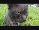 海辺のねこpart3