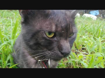 海辺のねこpart3
