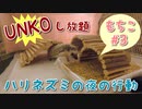 【ハリネズミ】夜行性なので夜に走り回ります【もちこ#3】