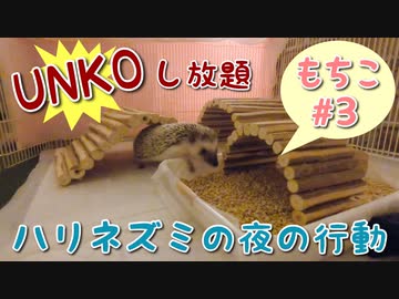 【ハリネズミ】夜行性なので夜に走り回ります【もちこ#3】