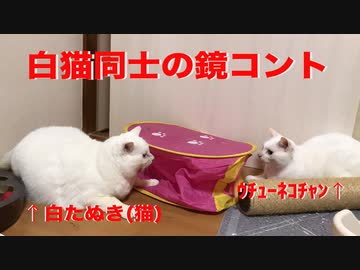 オッドアイの白たぬき(猫)、鏡コントを披露する