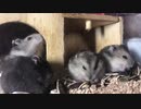 子ハムwithヒマワリの種