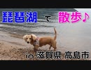 【散歩】琵琶湖の浜でかけっこ in 滋賀県高島市(YouTubeで『ワンチュー犬』を検索)