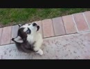 遠吠えの練習をするハスキーの子供