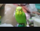 ペットボトルの上で寝るインコ