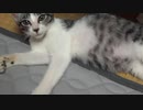 ＃115　仔猫を保護した？カメラマン